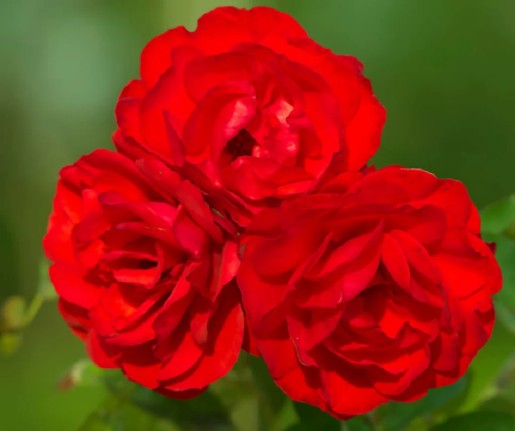 Rose Plant 'Trumpeter' Full Plants in 3 Litre Pots - Image 4