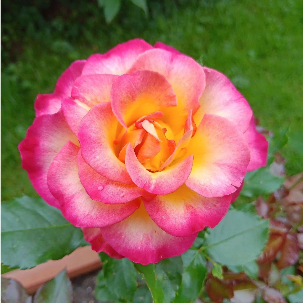 Rose Plant 'You're My Everything' Full Plants in 3 Litre Pots - Image 2