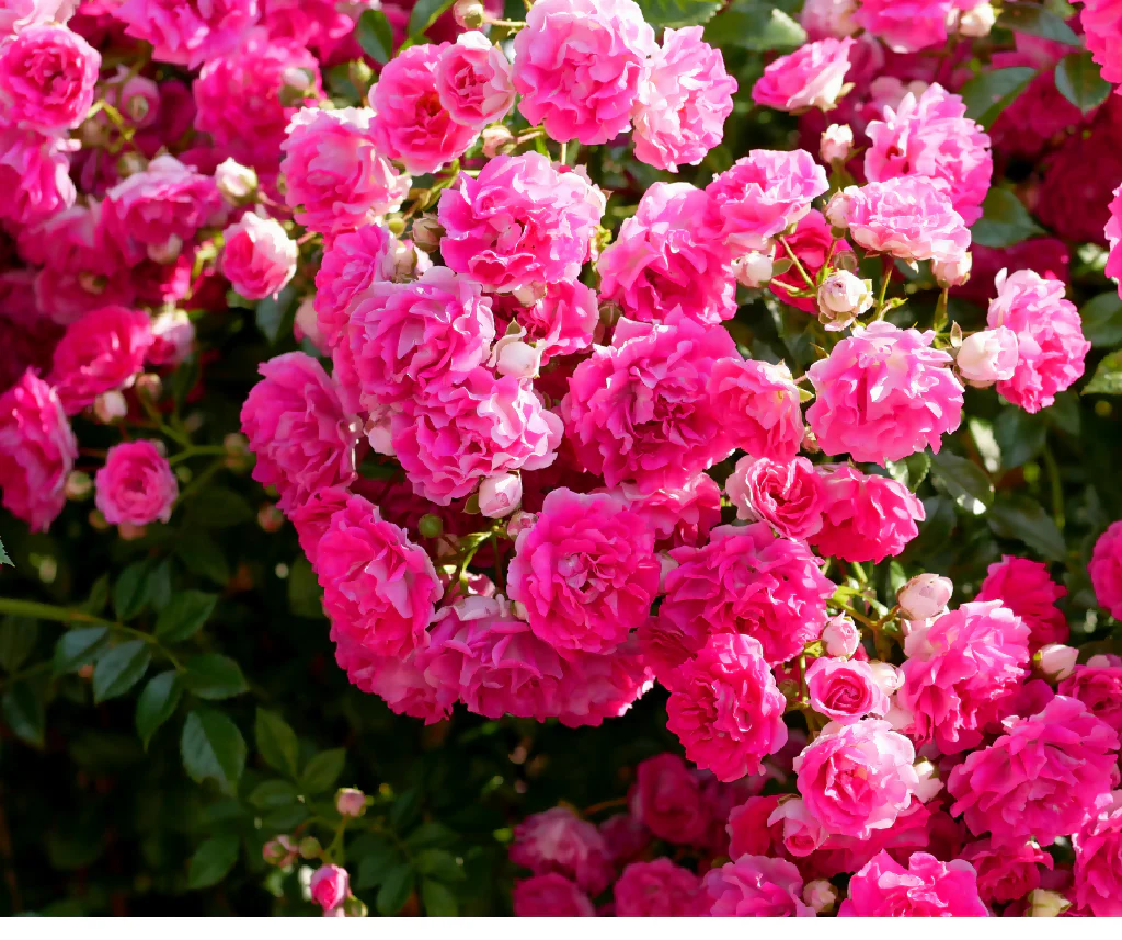 Rose Plant 'Zephirine' Full Plants in 5 Litre Pots - Image 3