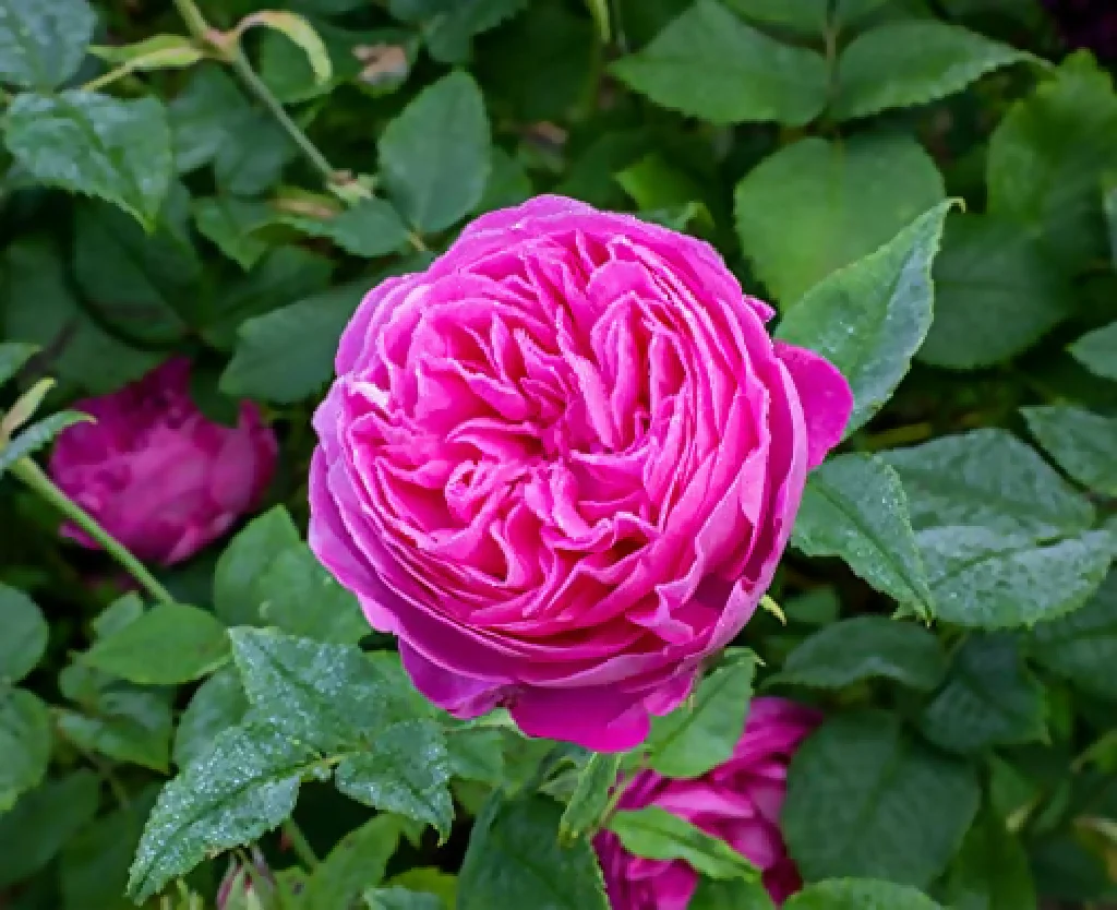 Rose Plant 'Zephirine' Full Plants in 5 Litre Pots - Image 4