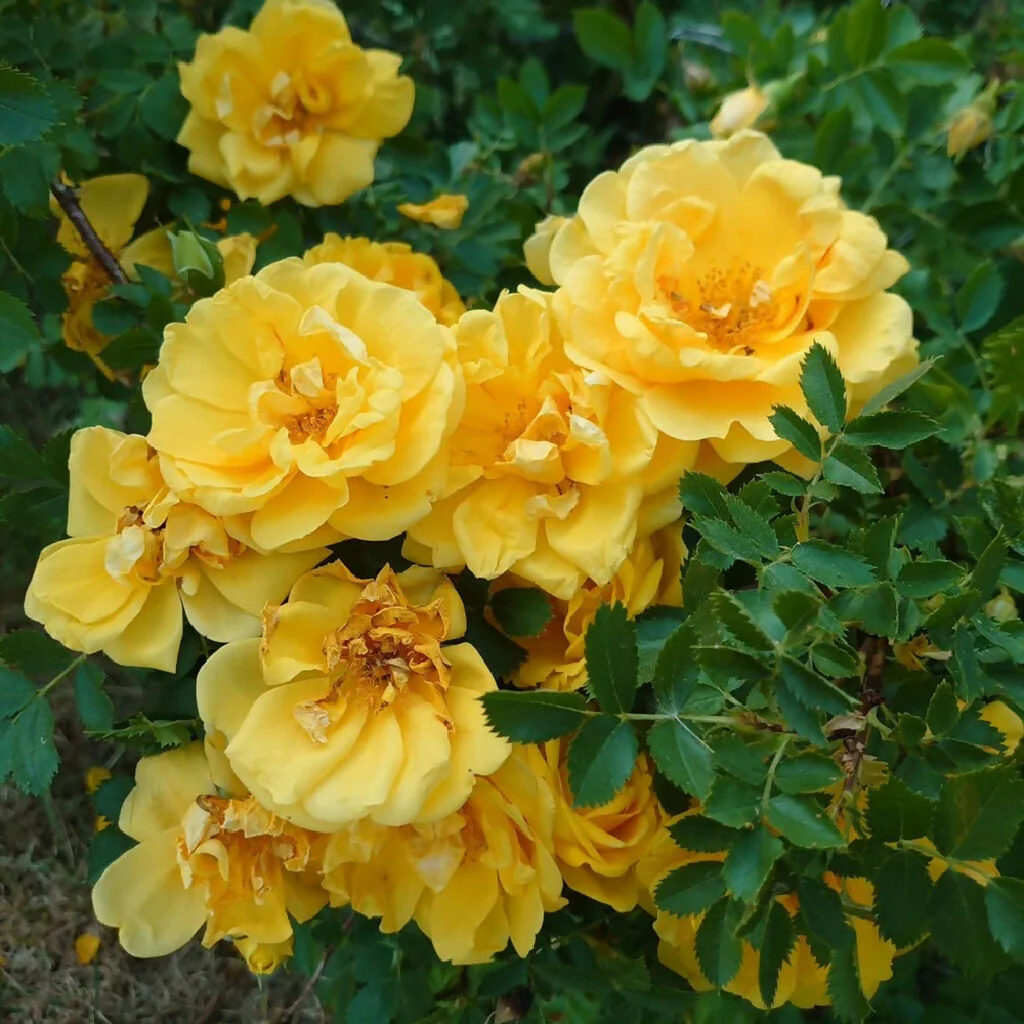 Rose Plants, 'Absolutely Fabulous', Full Plants in 5 Litre Pots - Image 3