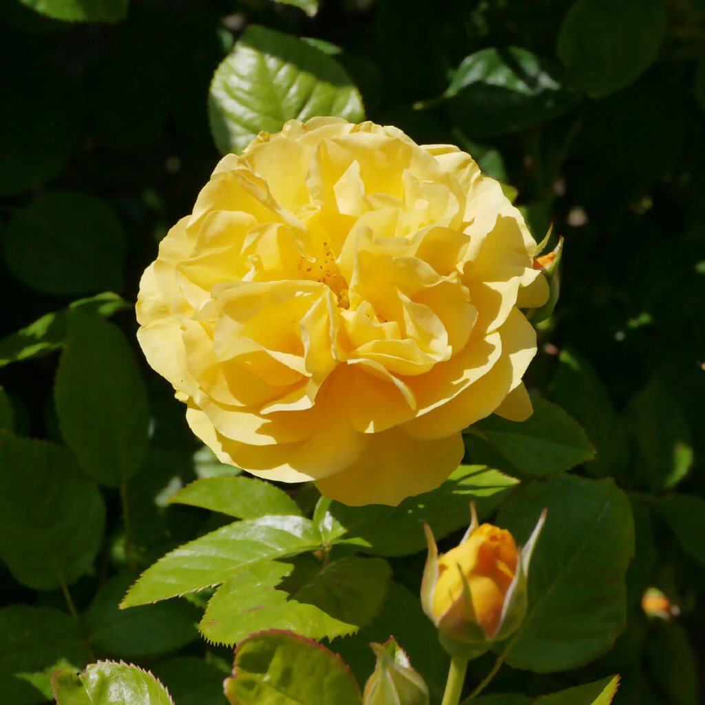 Rose Plants, 'Absolutely Fabulous', Full Plants in 5 Litre Pots - Image 4