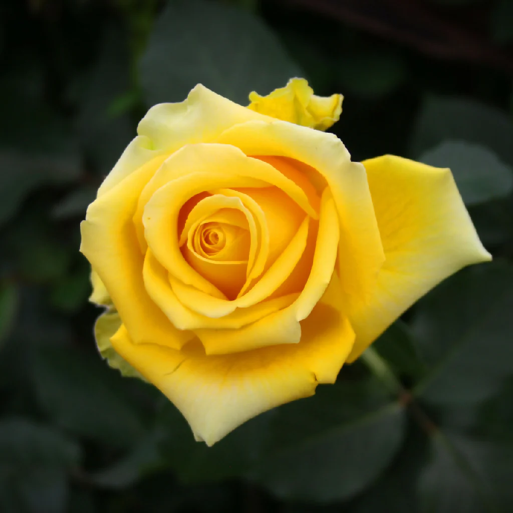 Rose Plants, 'Arthur Bell', Full Plants in 5 Litre Pots