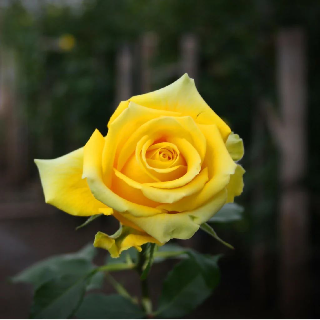 Rose Plants, 'Arthur Bell', Full Plants in 5 Litre Pots - Image 3