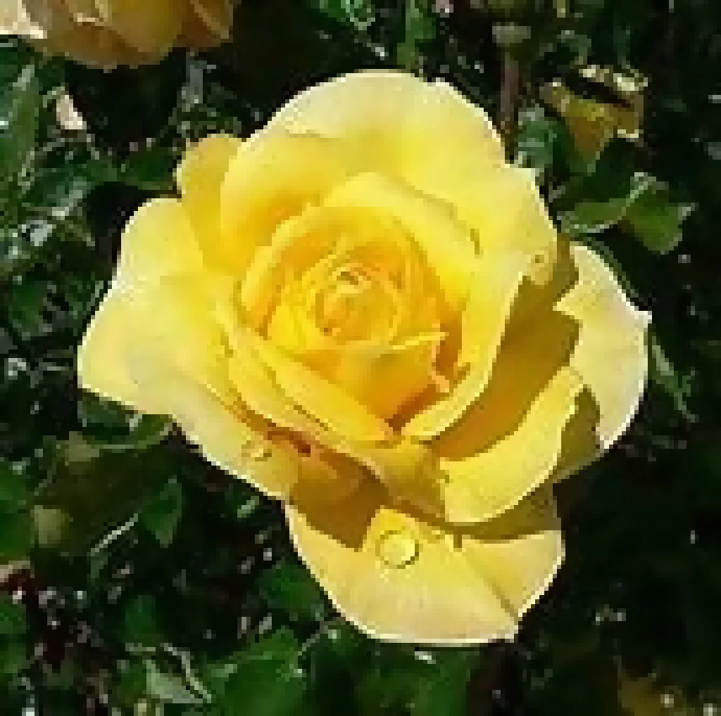 Rose Plants, 'Arthur Bell', Full Plants in 5 Litre Pots - Image 4