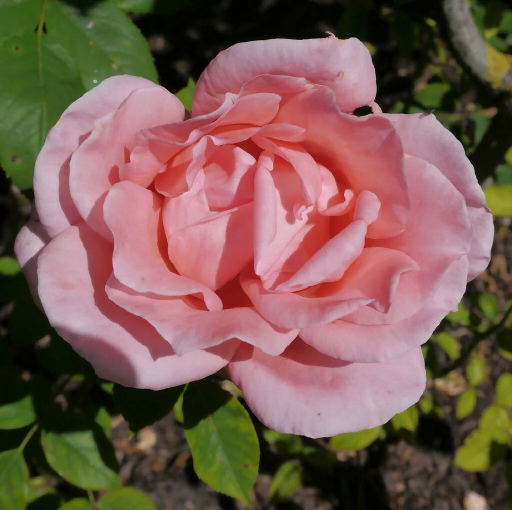 Rose Plants, 'Blessings', Full Plants in 5 Litre Pots - Image 4