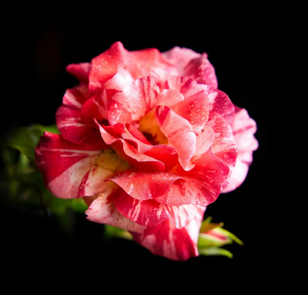 Rose Plants, 'Drama Queen', Full Plants in 5 Litre Pots