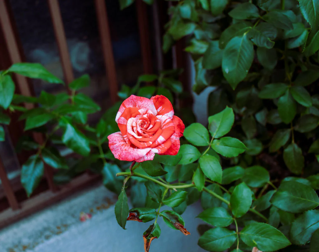 Rose Plants, 'Drama Queen', Full Plants in 5 Litre Pots - Image 2