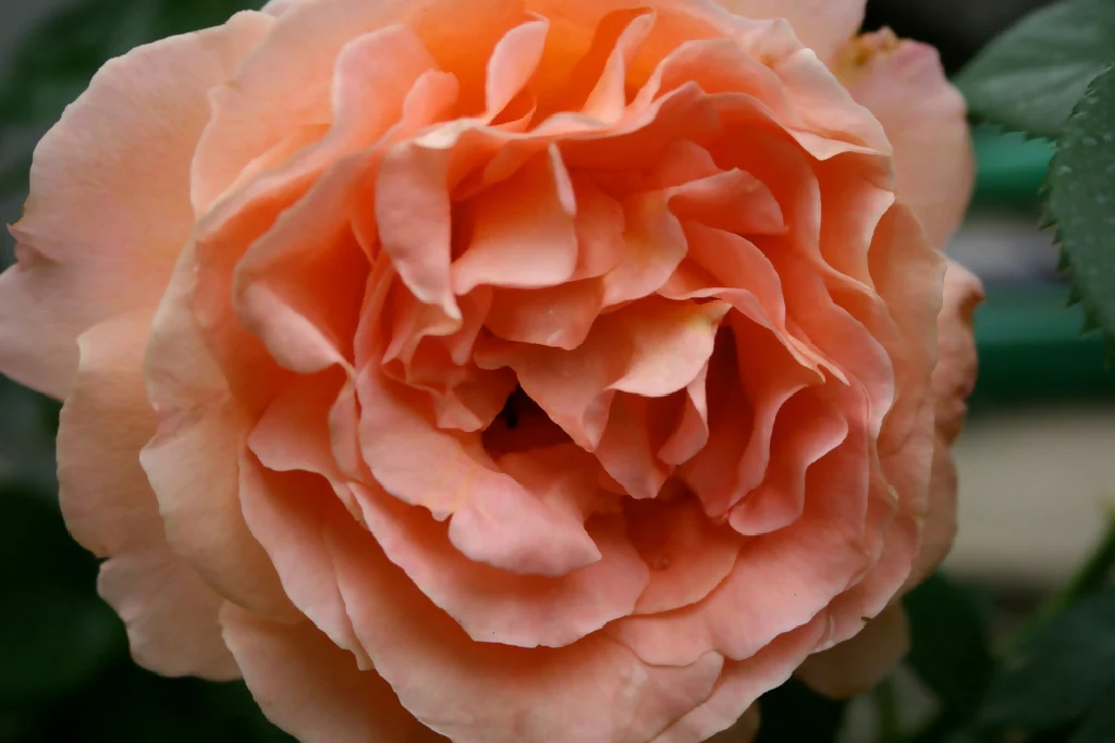 Rose Plants, 'It's A Wonderful Life', Full Plants in 5 Litre Pots - Image 4