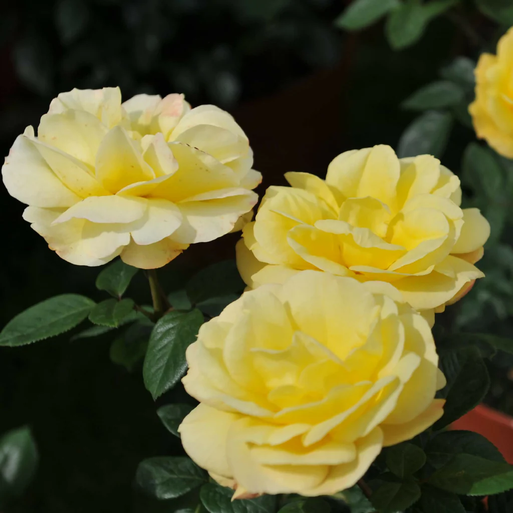Rose Plants, 'Mountbatten', Full Plants in 5 Litre Pots - Image 3