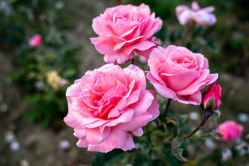 Rose Plants, 'Queen Elizabeth', Full Plants in 5 Litre Pots - Image 2