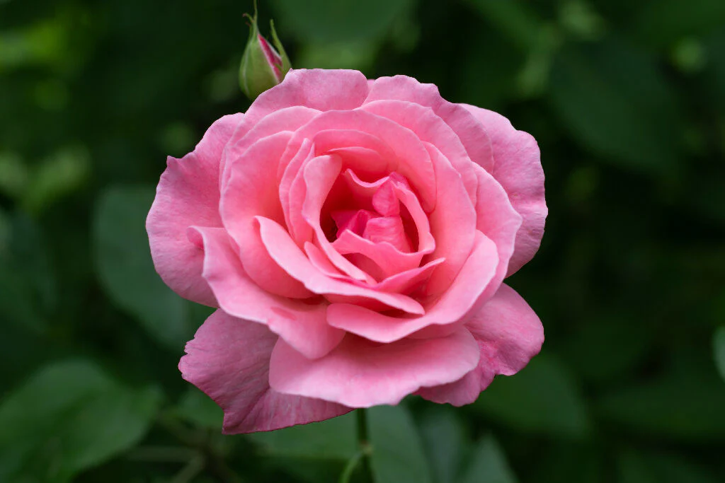 Rose Plants, 'Queen Elizabeth', Full Plants in 5 Litre Pots - Image 3