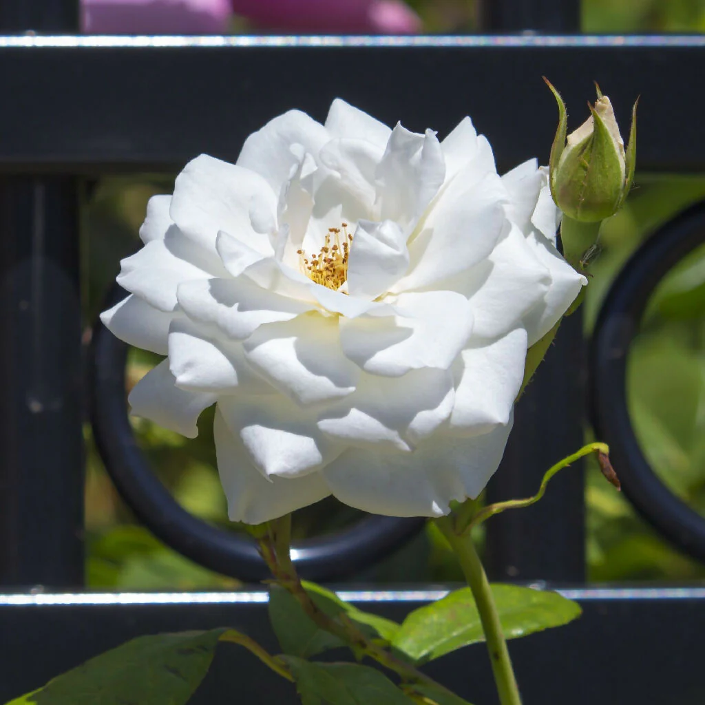 Rose Plants, 'Silver Anniversary', Full Plants in 5 Litre Pots - Image 2