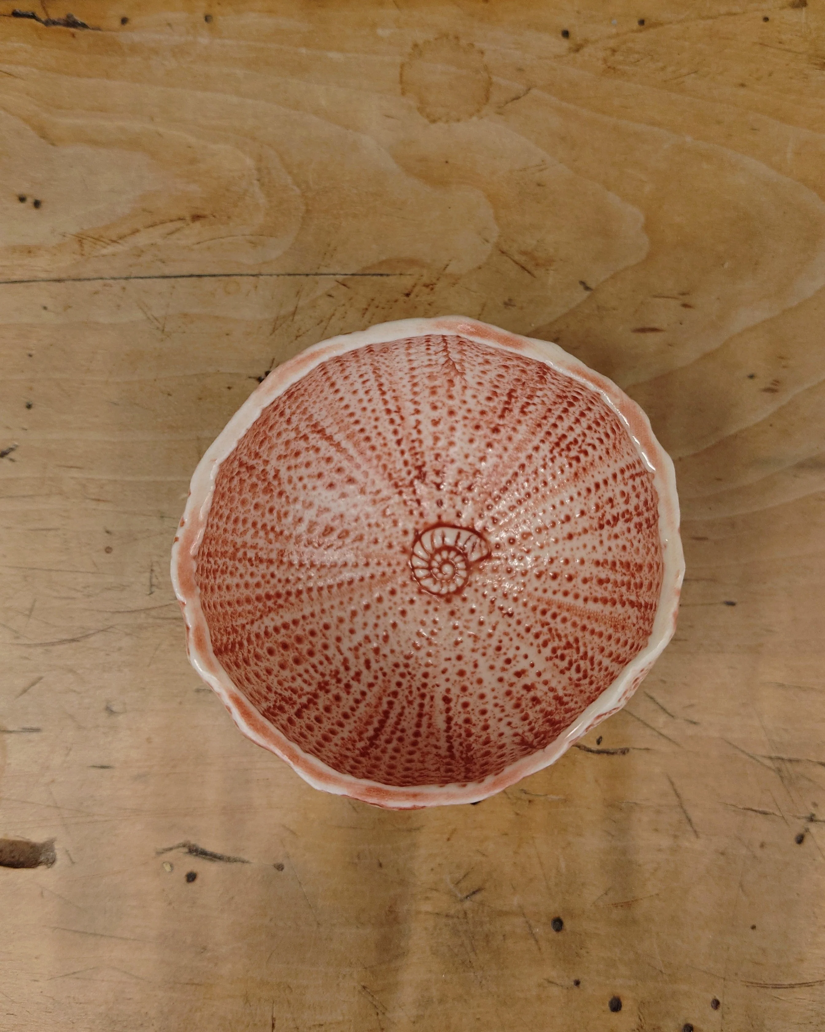 Sea Urchin Bowl - Foreshore Collection - Image 10
