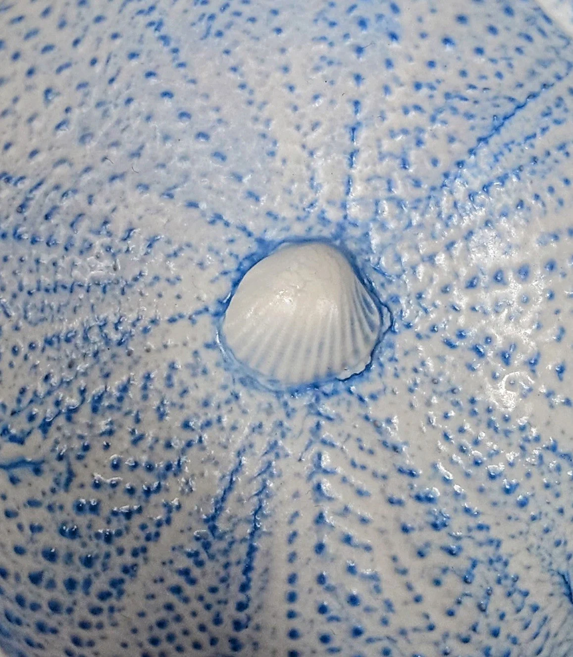 Sea Urchin Bowl - Foreshore Collection - Image 7
