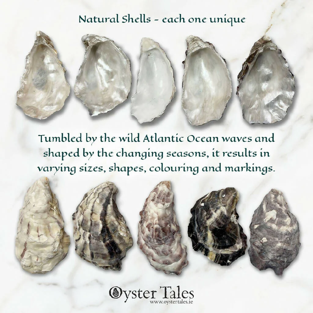 Shamrock Flow Irish Oyster - Image 4