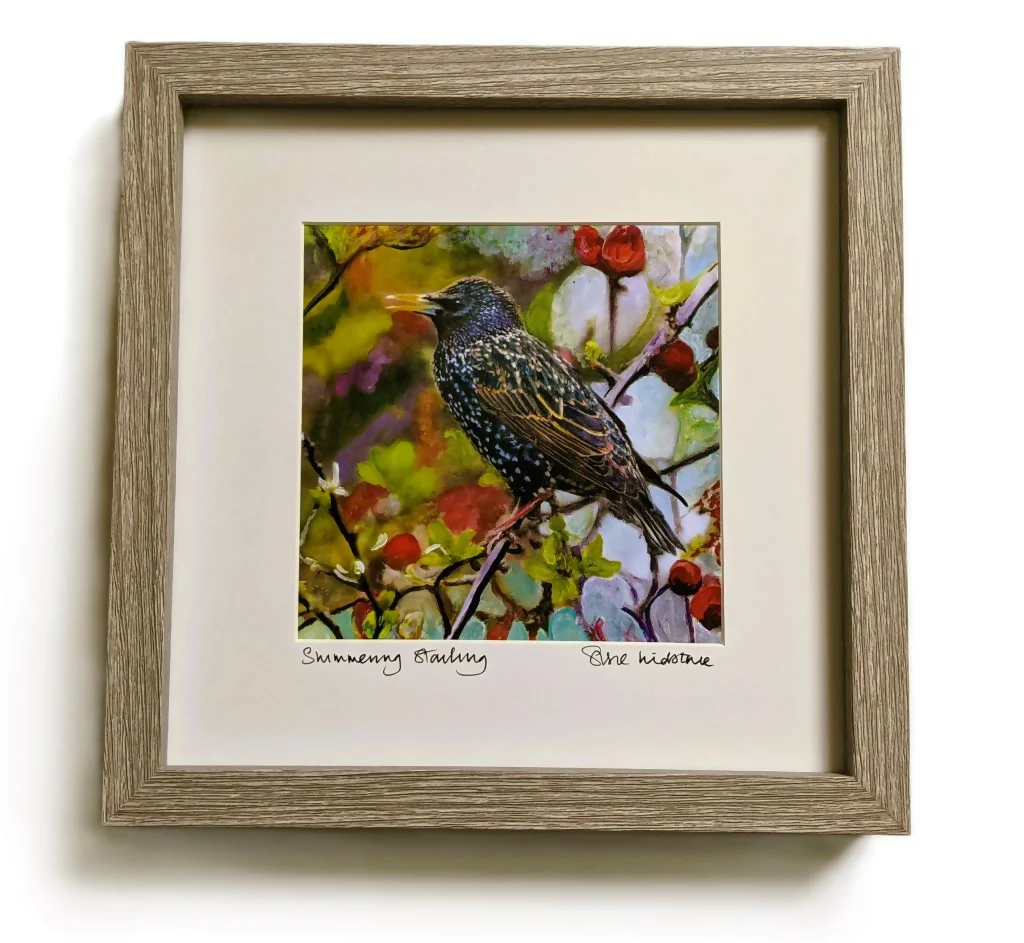 Shimmering Starling - Image 2