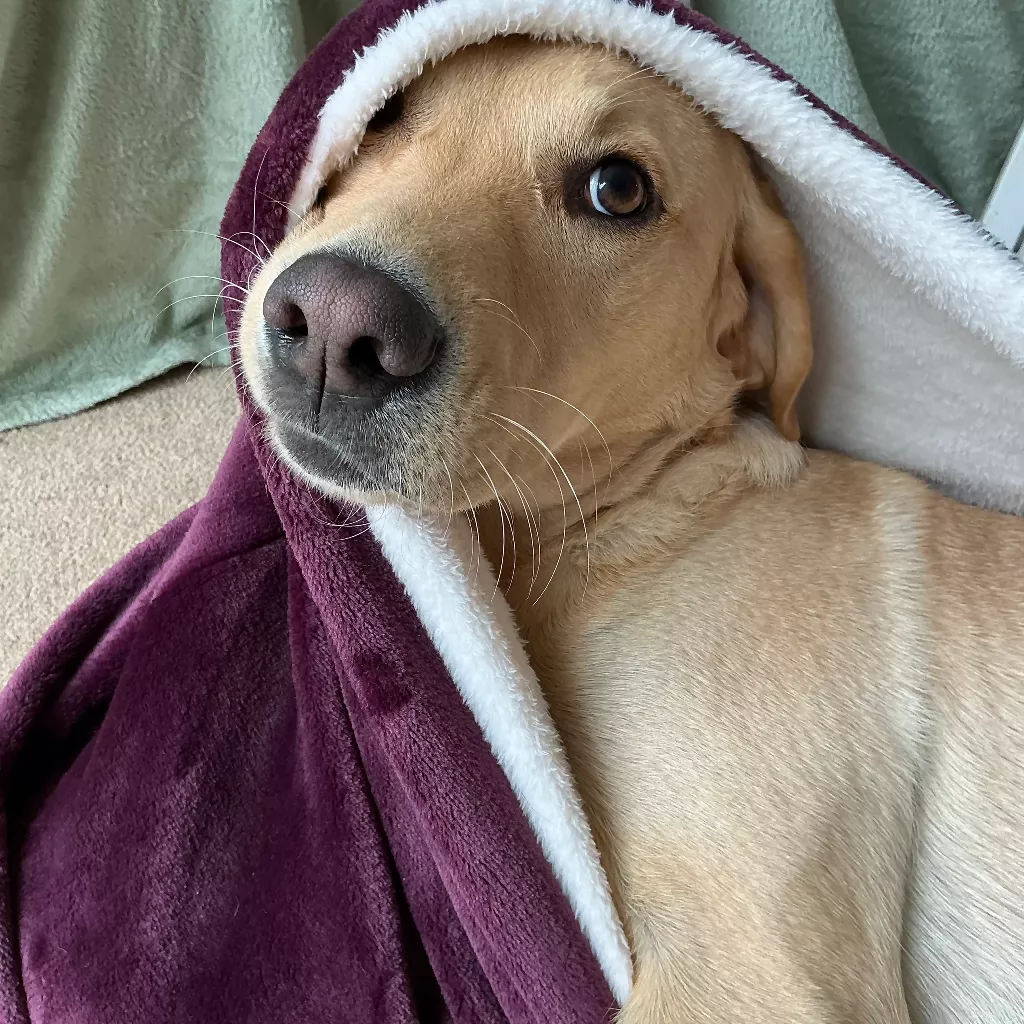 Snuggle Sack for Dogs - Image 3