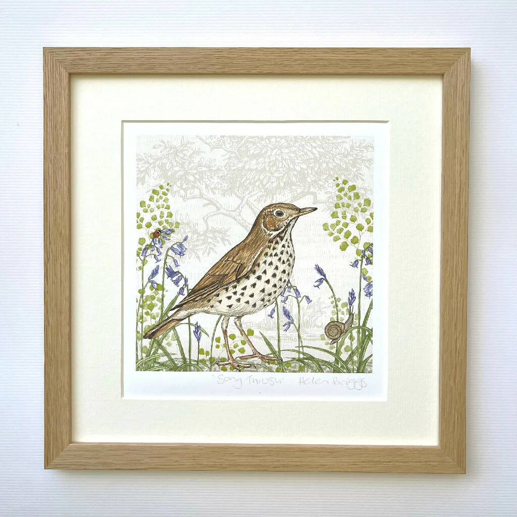 Song Thrush -Signed and mounted Giclée Art Print - Image 3