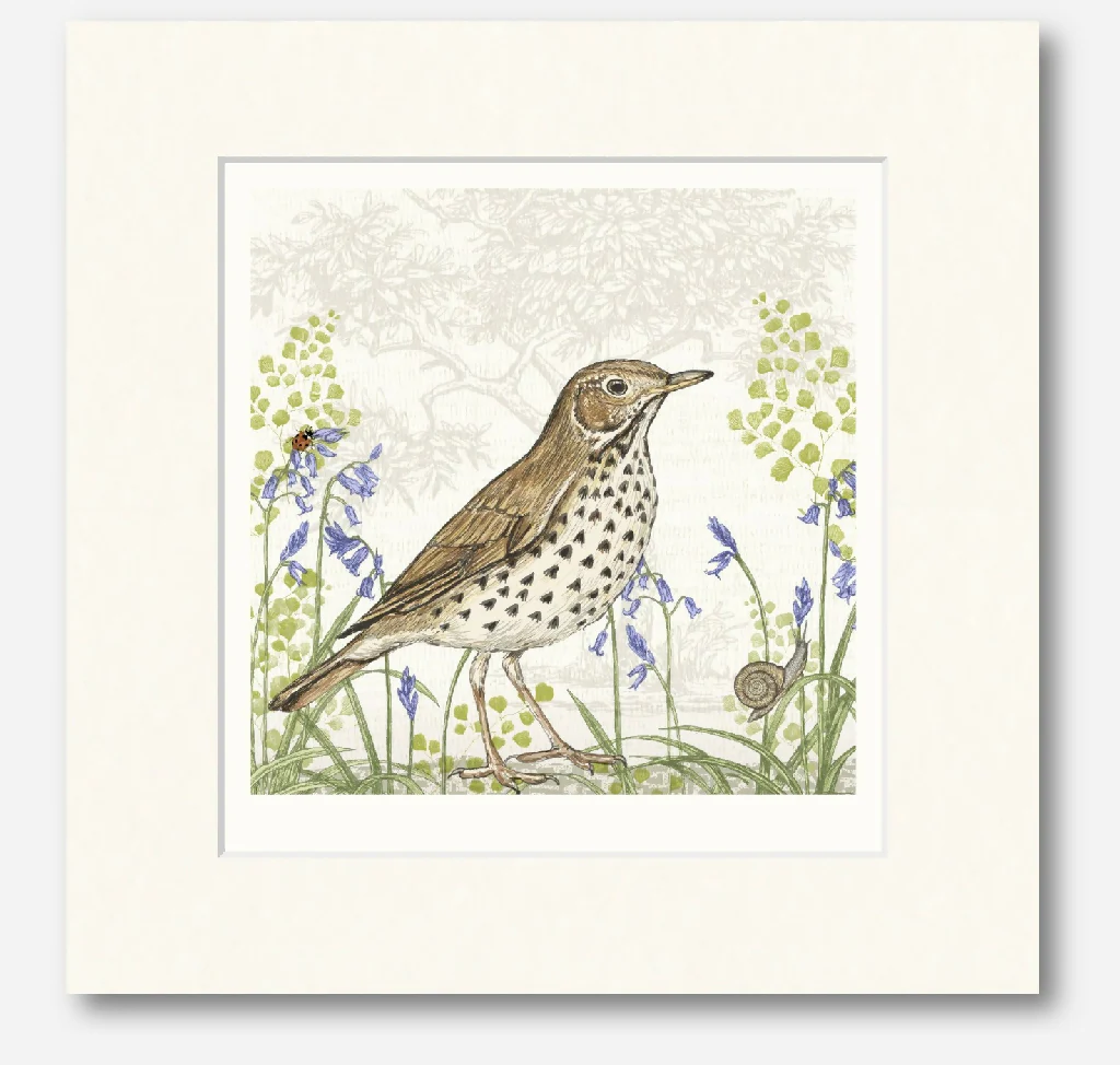 Song Thrush -Signed and mounted Giclée Art Print - Image 4