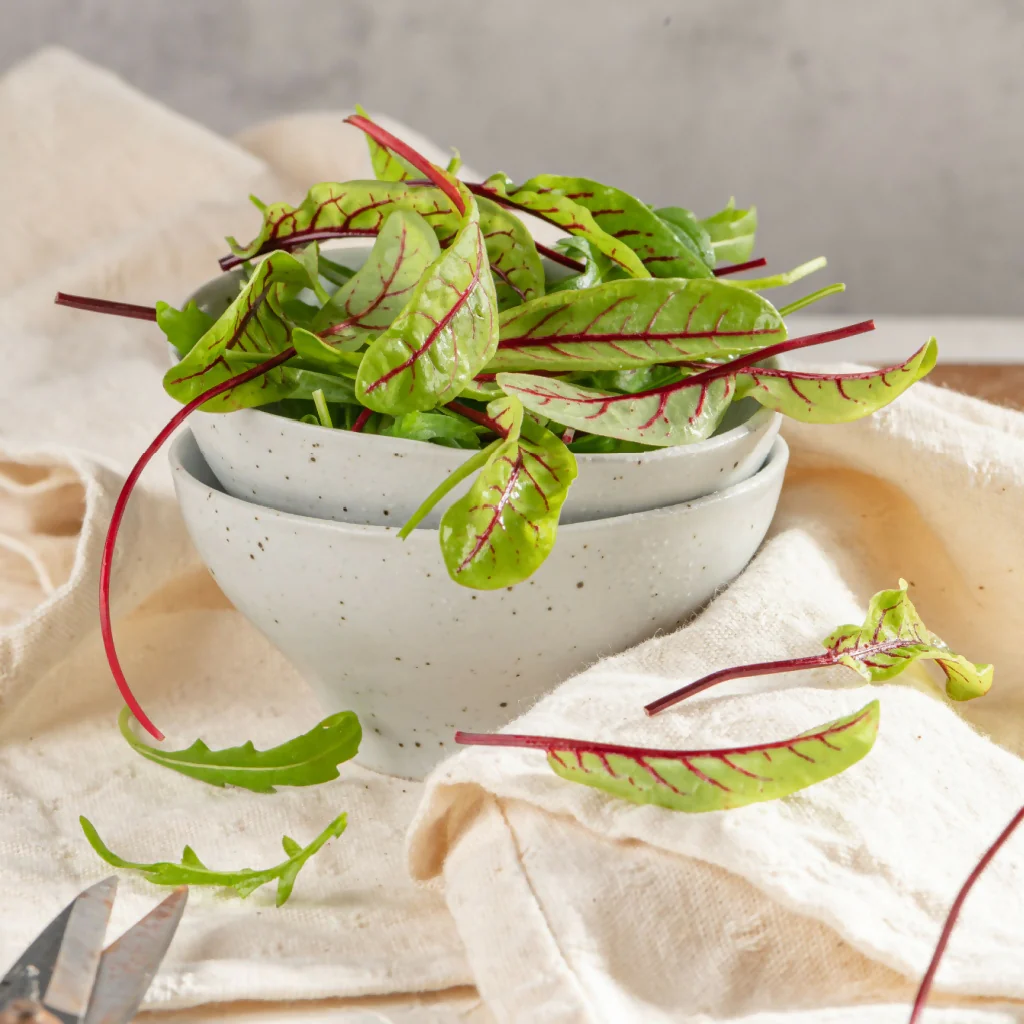 Sorrel Plants, 'Red Veined', Plug Plant Pack