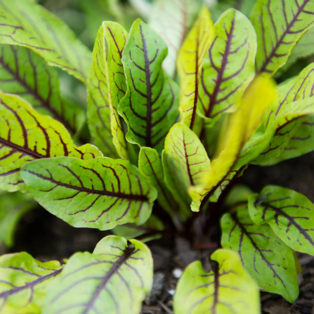 Sorrel Plants, 'Red Veined', Plug Plant Pack - Image 4