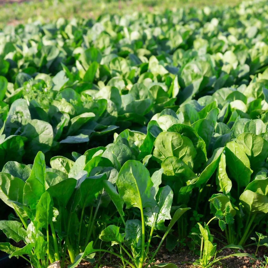 Spinach Plants, 'Bella', 12 x Full Plant Pack - Image 2