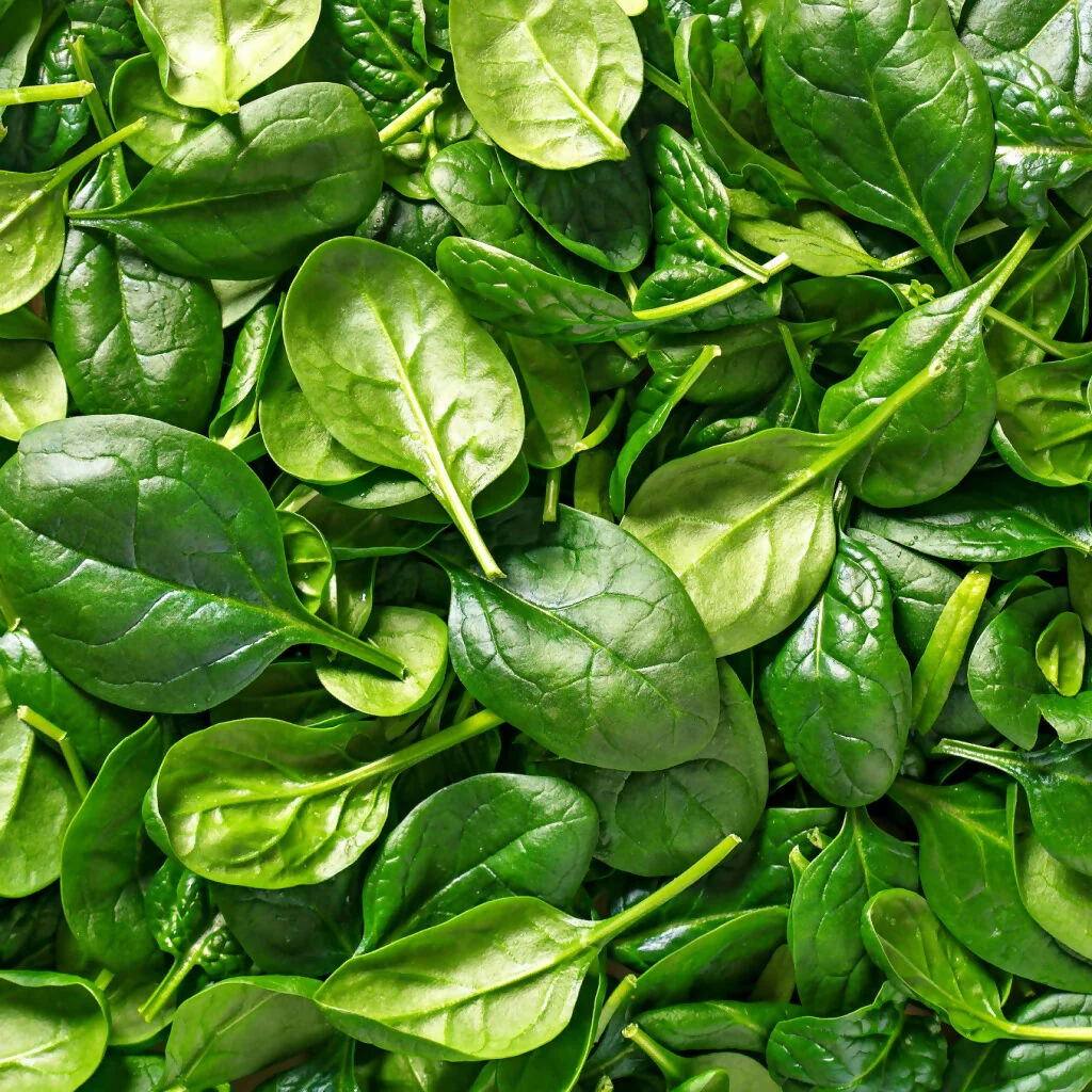 Spinach Plants, 'Bella', 12 x Full Plant Pack - Image 3