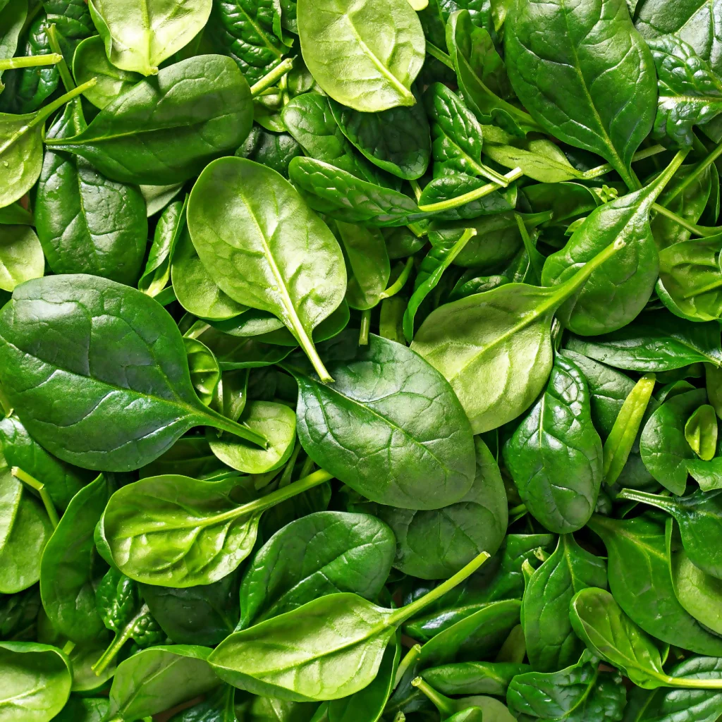 Spinach Plants, 'Renegade', 12 x Full Plant Pack - Image 2