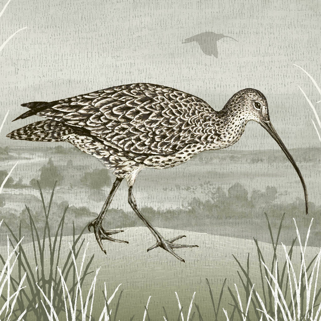 Curlew -Signed and mounted Giclée Art Print - Image 5
