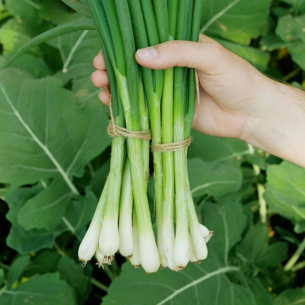 Spring Onion Plants, 'White Salad', 24 x Full Plant Pack - Image 3