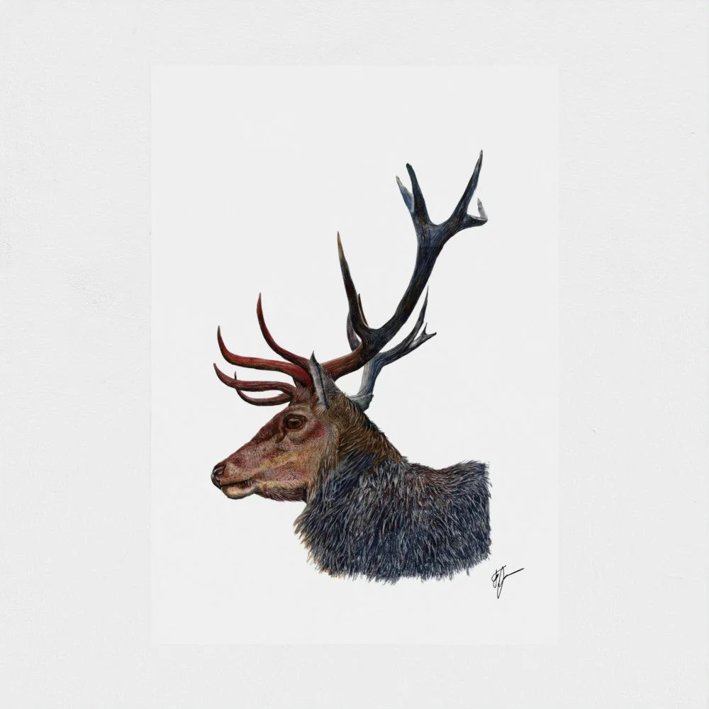 Stag Art Print | British Wildlife Wall Art | Open Edition - Image 3
