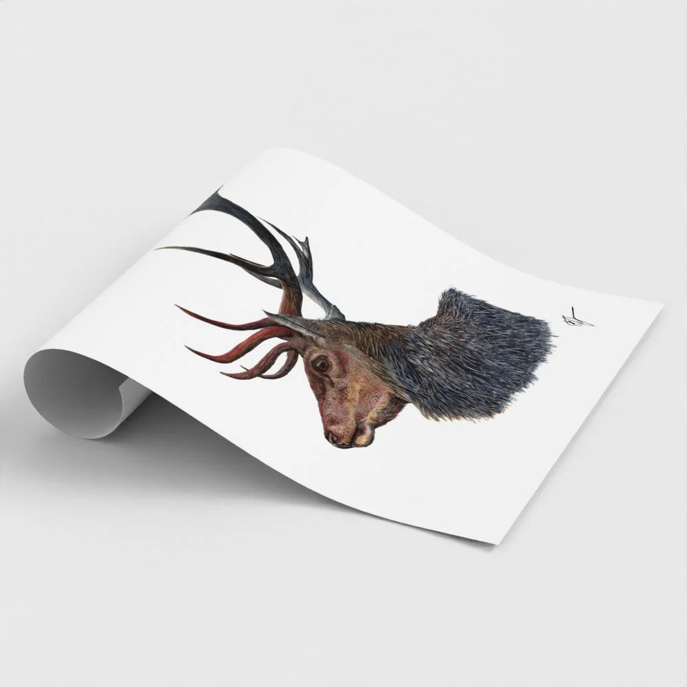 Stag Art Print | British Wildlife Wall Art | Open Edition - Image 4