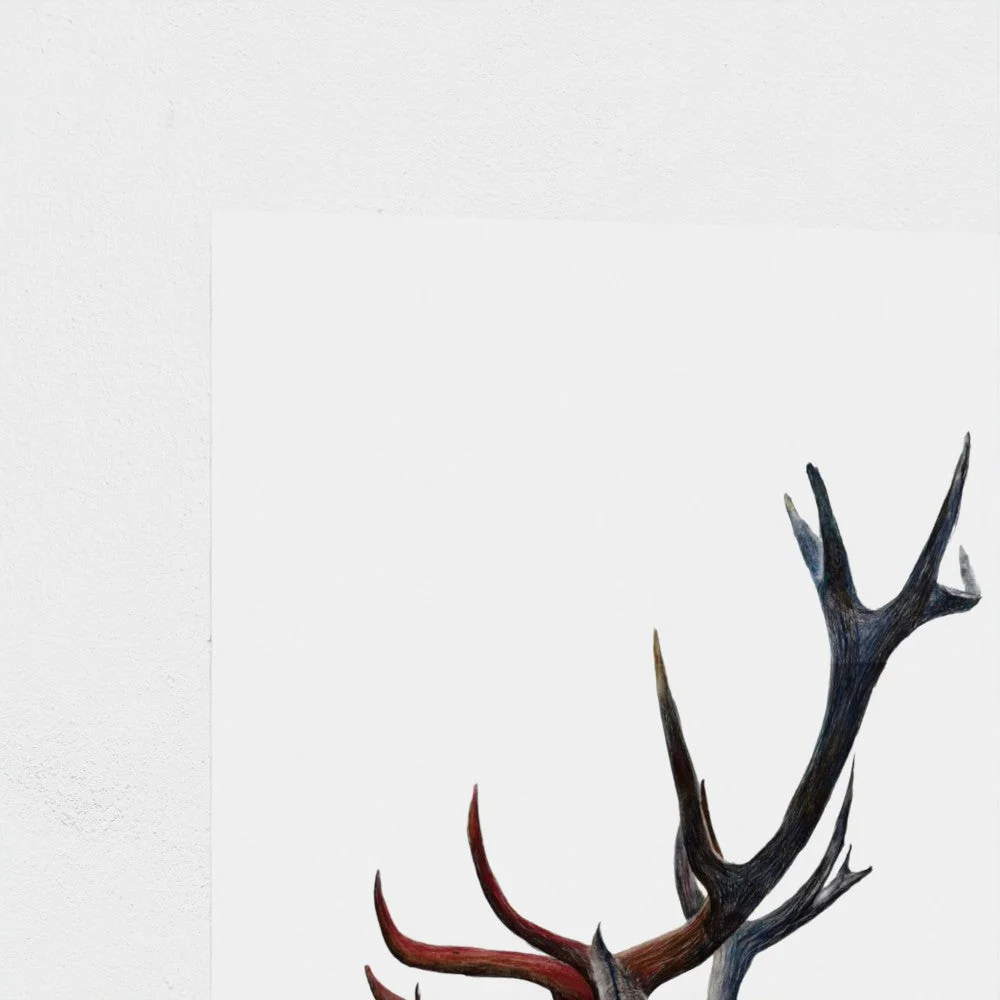 Stag Art Print | British Wildlife Wall Art | Open Edition - Image 5