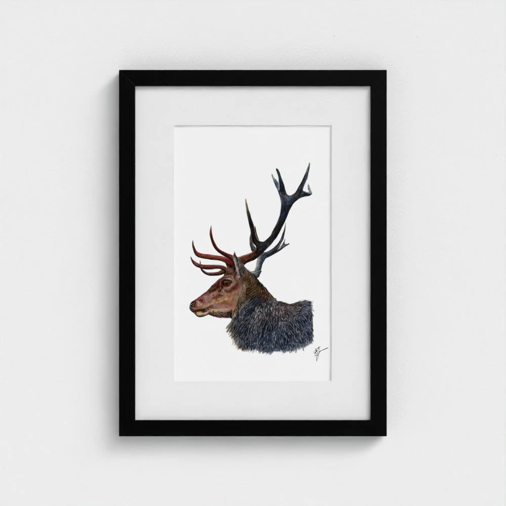 Stag Art Print | British Wildlife Wall Art | Open Edition - Image 9
