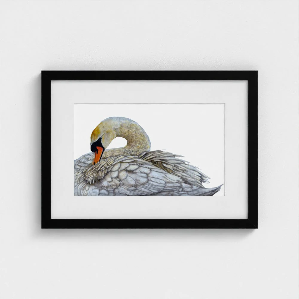 Swan Art Print | British Wildlife Wall Art | Open Edition - Image 10