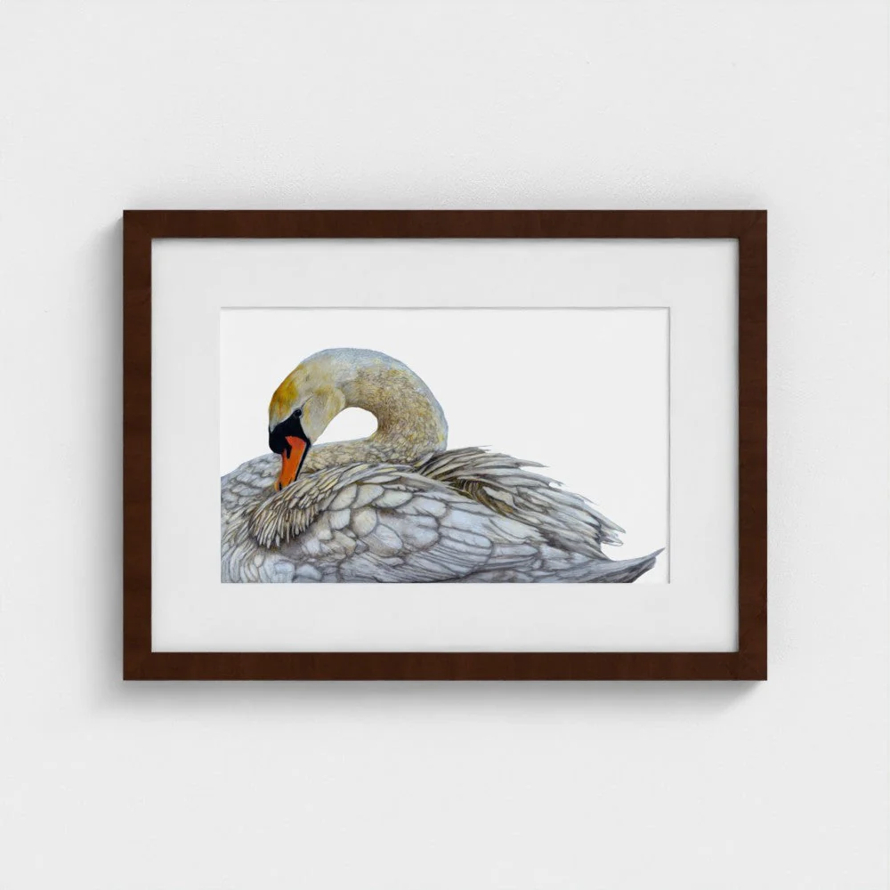 Swan Art Print | British Wildlife Wall Art | Open Edition - Image 11