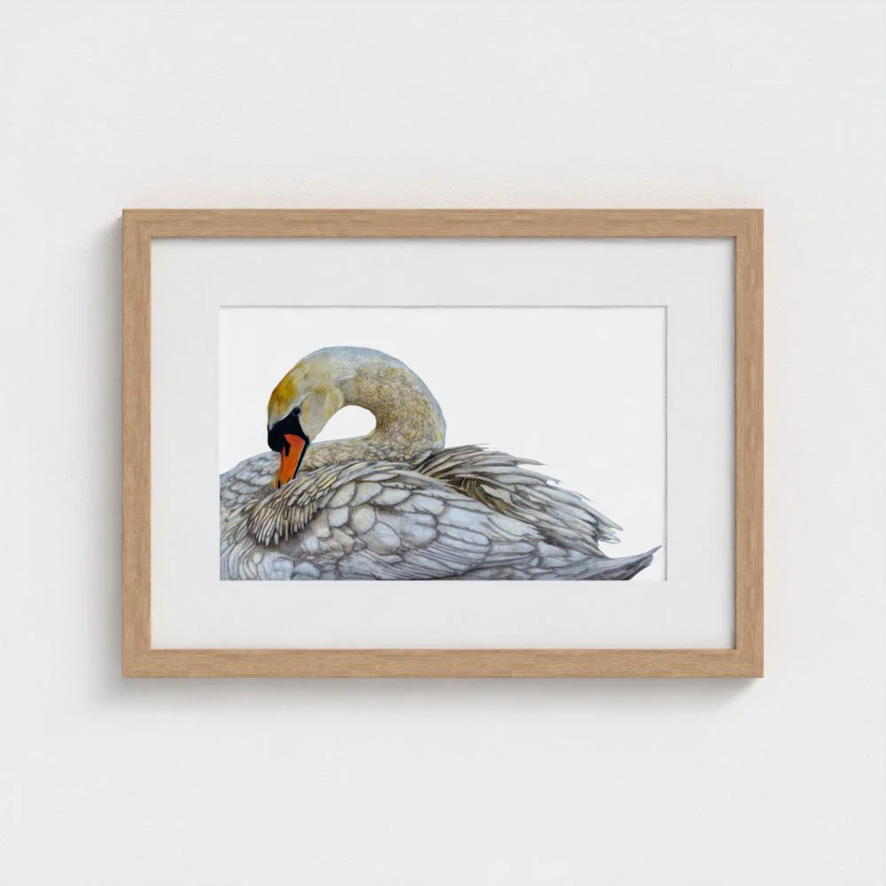 Swan Art Print | British Wildlife Wall Art | Open Edition - Image 12