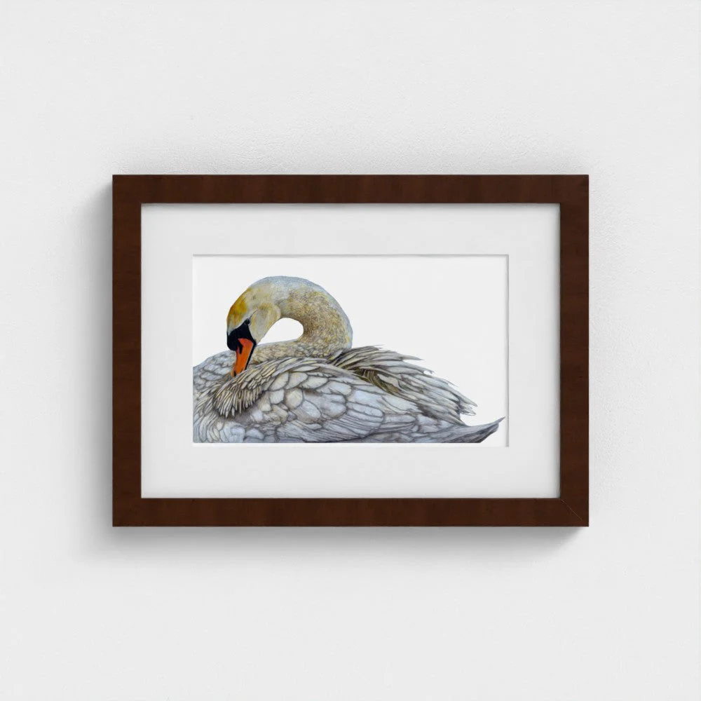 Swan Art Print | British Wildlife Wall Art | Open Edition - Image 14