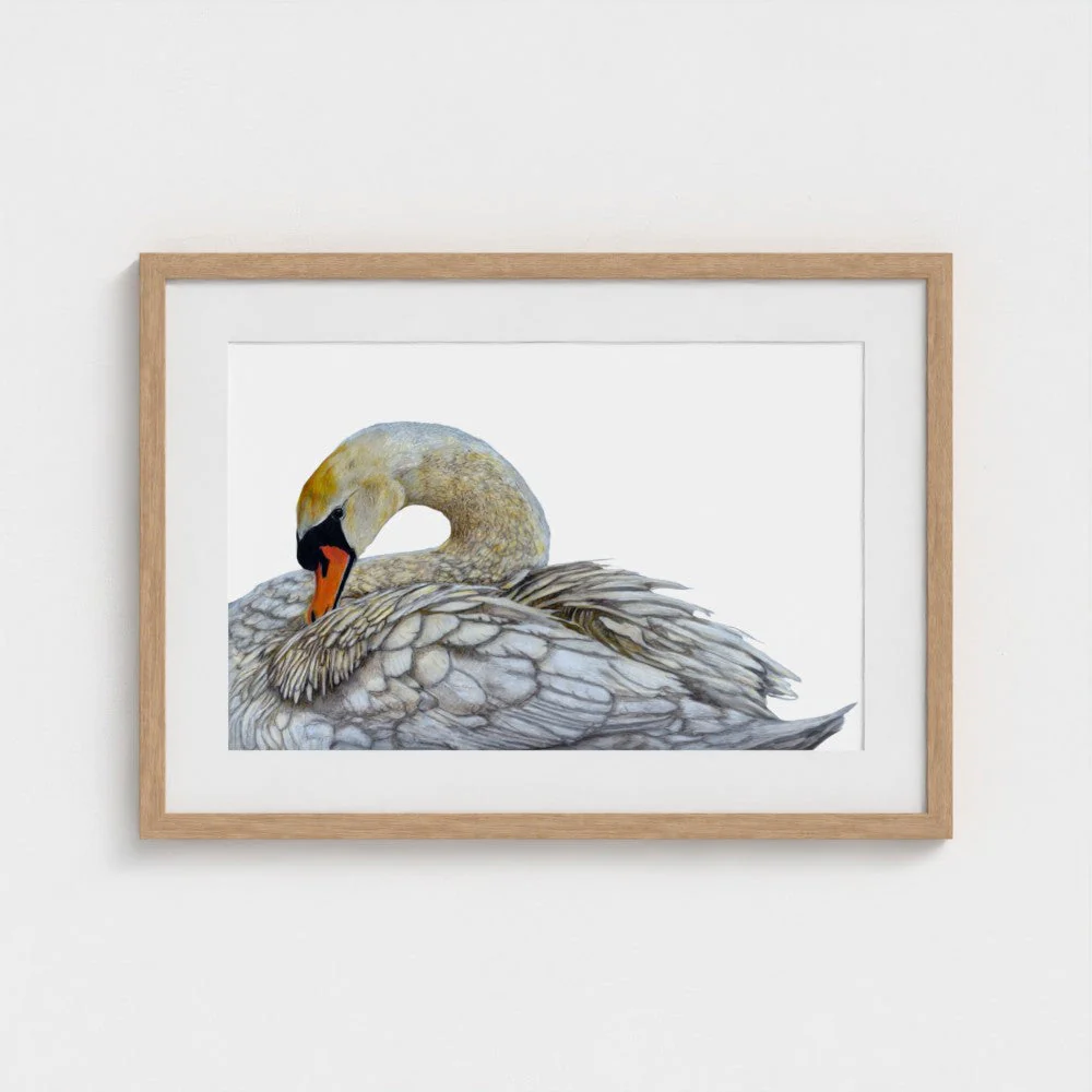 Swan Art Print | British Wildlife Wall Art | Open Edition - Image 3