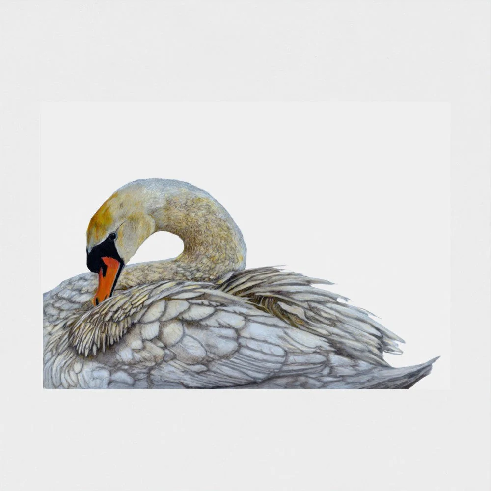Swan Art Print | British Wildlife Wall Art | Open Edition - Image 5