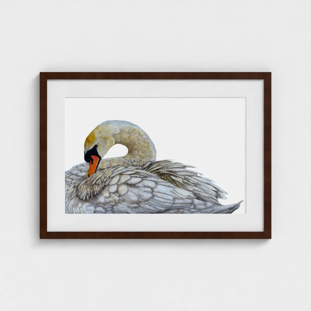Swan Art Print | British Wildlife Wall Art | Open Edition - Image 8