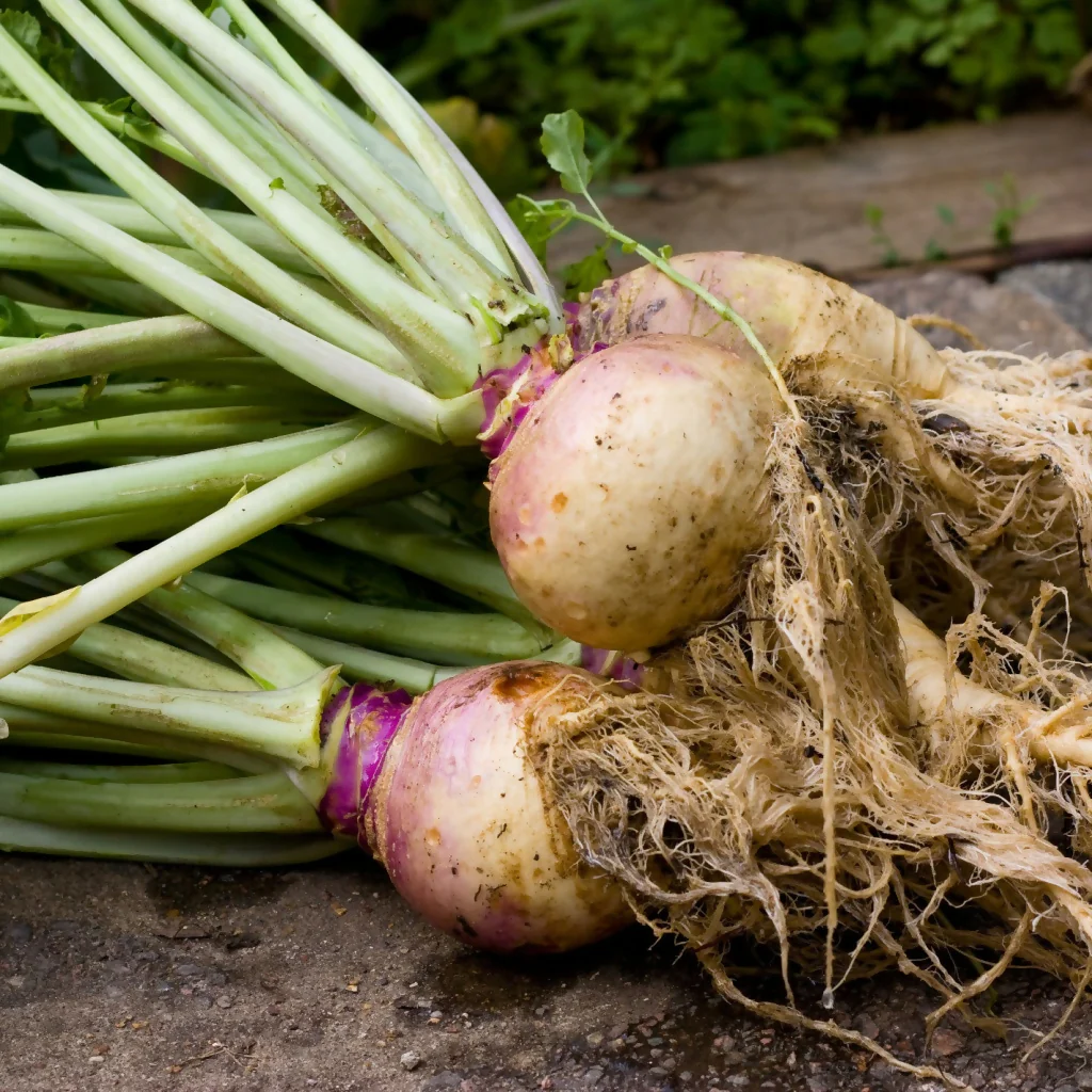 Swede Plants, 'Marian', 12 x Full Plant Pack