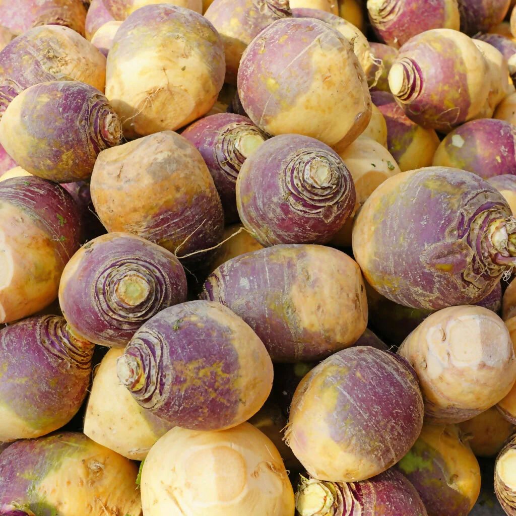 Swede Plants, 'Marian', 12 x Full Plant Pack - Image 4
