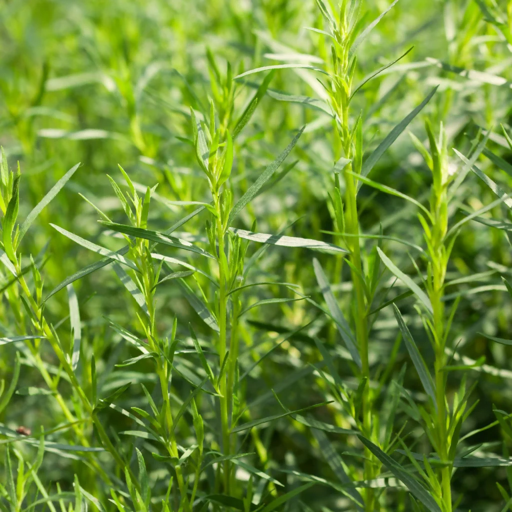 Tarragon Plants, Plug Plant Pack - Image 2