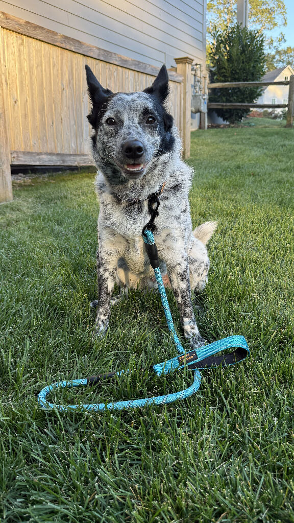 The Essential Rope Leash | Rope Leash in Black, Pink, Blue, Red, or Orange - Image 2