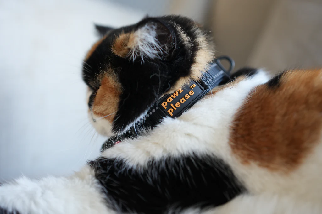 The Explorer Nylon Collar | Customisable Nylon Collar in Black, Pink, Blue, Orange, or Red - Image 5