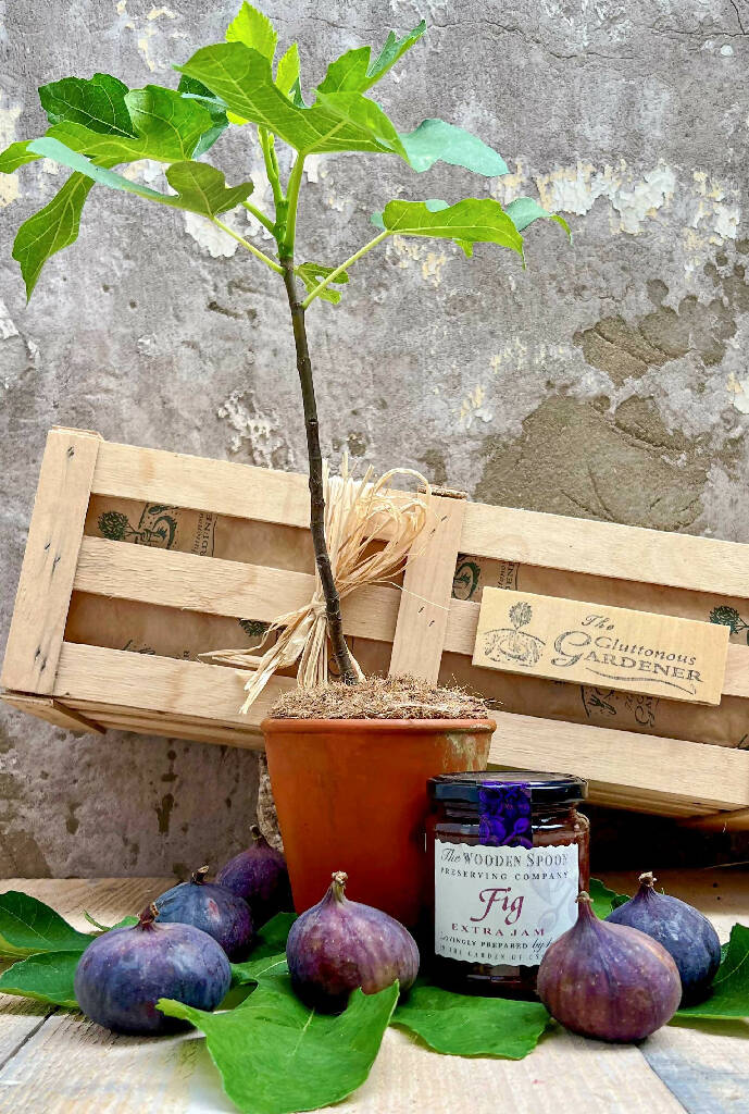 Fig Tree and Jam Gift Set - Image 2