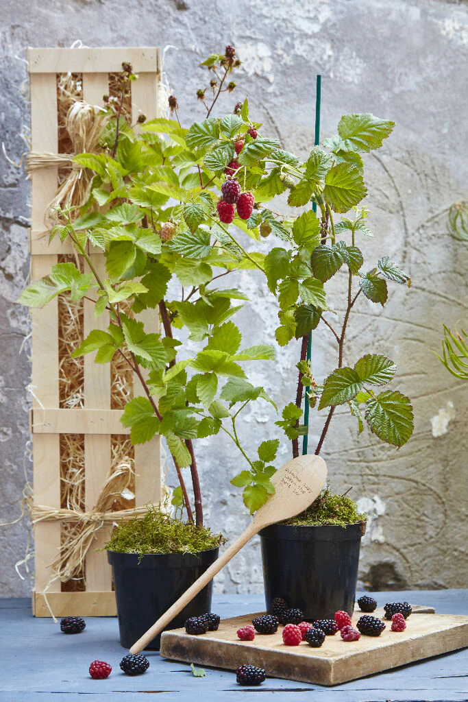 The Jam Makers Garden - Image 2