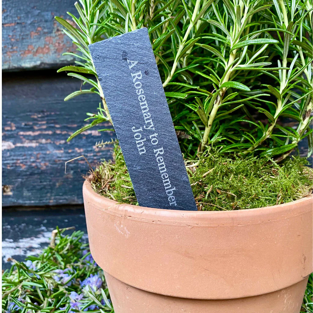 The Rosemary for Remembrance Gift - Image 3